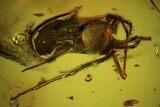 Fossil Spider (Araneae) And Mite (Arachnida) In Baltic Amber #109431-2